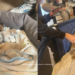 That’s no CAT! – Bengal tiger cub rescued from private home in Mexico City’s Xochimilco