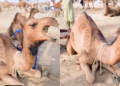 Just a slight trim, please! – Camels at the barbers in Pakistani tradition for Eid al-Adha