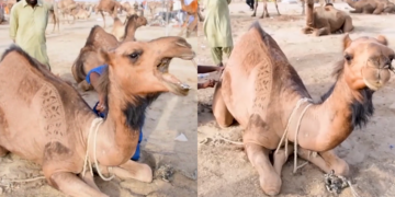 Just a slight trim, please! – Camels at the barbers in Pakistani tradition for Eid al-Adha