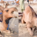Just a slight trim, please! – Camels at the barbers in Pakistani tradition for Eid al-Adha
