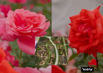 Kingdom of roses – Samcheok festival bursts into bloom with 10 million flowers
