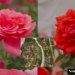Kingdom of roses – Samcheok festival bursts into bloom with 10 million flowers