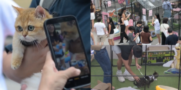 Let’s get this paw-ty started! – Cat mums flood Singapore’s first feline park for Mother’s Day event