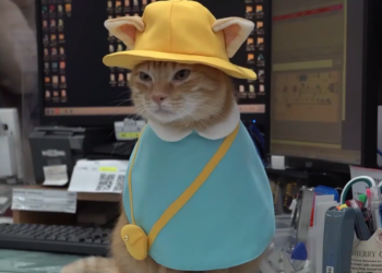 Ginger tabby gains global popularity as beloved ‘stationmaster Mikan’ at Taiwan’s Kaohsiung subway