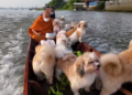 All dogs go to heaven – The daily river journey of Thailand’s floating monk and his canine alms collectors