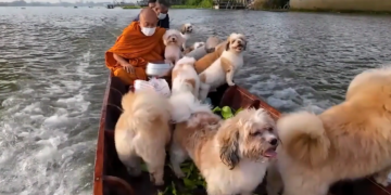 All dogs go to heaven – The daily river journey of Thailand’s floating monk and his canine alms collectors
