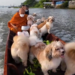 All dogs go to heaven – The daily river journey of Thailand’s floating monk and his canine alms collectors