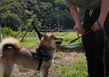 Sniffing out trouble! – Meet Tsubu, Gifu Prefecture’s first Shiba Inu police dog on Japan’s K9 force