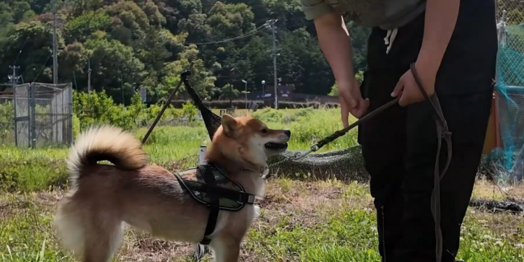 Sniffing out trouble! – Meet Tsubu, Gifu Prefecture’s first Shiba Inu police dog on Japan’s K9 force