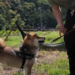 Sniffing out trouble! – Meet Tsubu, Gifu Prefecture’s first Shiba Inu police dog on Japan’s K9 force