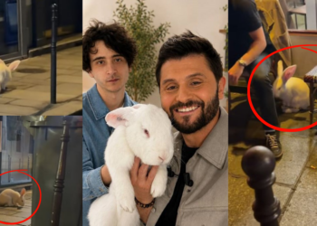 Meet Kasper the Giant Rabbit Moving Through Paris Streets at Night