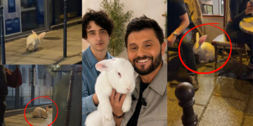 Meet Kasper the Giant Rabbit Moving Through Paris Streets at Night