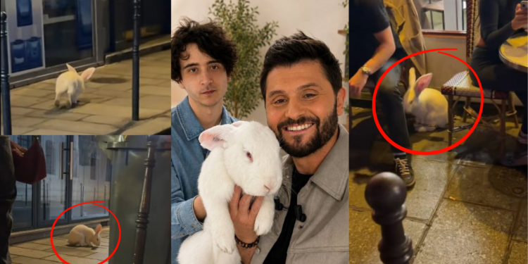 Meet Kasper the Giant Rabbit Moving Through Paris Streets at Night