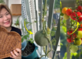 Singapore Gardener Proudly Harvests Cherry Tomatoes Grown on a 2m x 1m Balcony Space