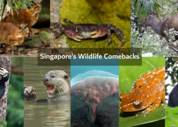 Singapore’s Wildlife Comebacks: Species Brought Back From Local Extinction
