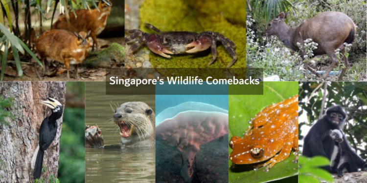 Singapore’s Wildlife Comebacks: Species Brought Back From Local Extinction