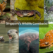 Singapore’s Wildlife Comebacks: Species Brought Back From Local Extinction