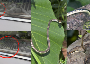 Painted Bronzeback Snake Surprises Diners During Lunchtime Food Court Visit