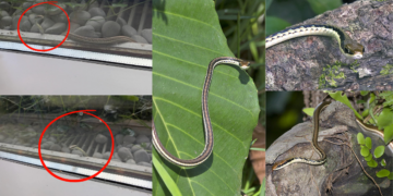 Painted Bronzeback Snake Surprises Diners During Lunchtime Food Court Visit