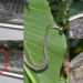 Painted Bronzeback Snake Surprises Diners During Lunchtime Food Court Visit