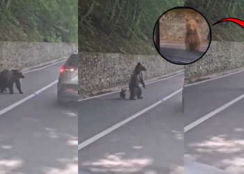 Romania Bear Attack Leaves Tourist Injured After Shocking Roadside Encounter