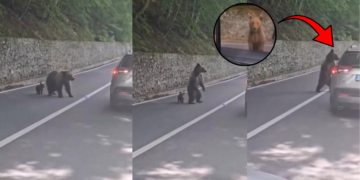 Romania Bear Attack Leaves Tourist Injured After Shocking Roadside Encounter