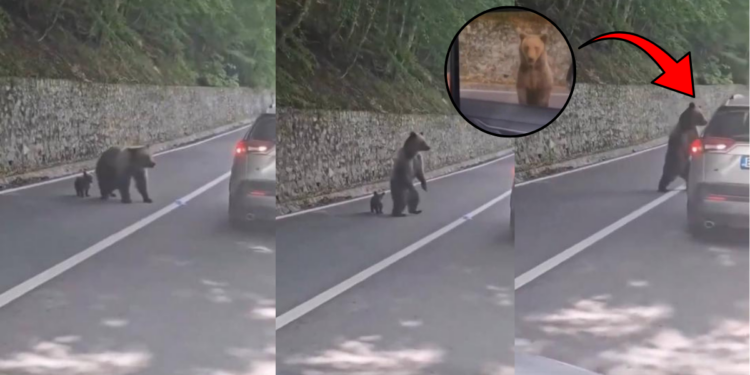 Romania Bear Attack Leaves Tourist Injured After Shocking Roadside Encounter
