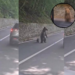 Romania Bear Attack Leaves Tourist Injured After Shocking Roadside Encounter