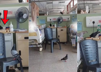 Birds Found Eating Patient Meals Inside Klang Hospital Ward Sparks Alarm