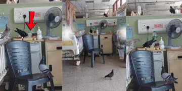 Birds Found Eating Patient Meals Inside Klang Hospital Ward Sparks Alarm