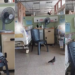 Birds Found Eating Patient Meals Inside Klang Hospital Ward Sparks Alarm