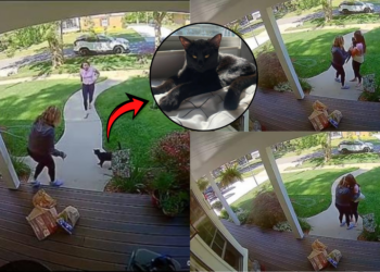 Doorbell Cam Captures Emotional Missing Cat Reunion Finally After Three Days