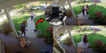 Doorbell Cam Captures Emotional Missing Cat Reunion Finally After Three Days