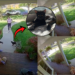 Doorbell Cam Captures Emotional Missing Cat Reunion Finally After Three Days