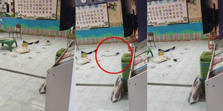 Has the World Turned Upside Down? Rat Seen Bullying Snake in Classroom!