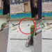 Has the World Turned Upside Down? Rat Seen Bullying Snake in Classroom!