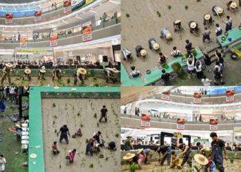 Rice Planting Contest Inside China Mall Brings Forgotten Nature Back To City Life