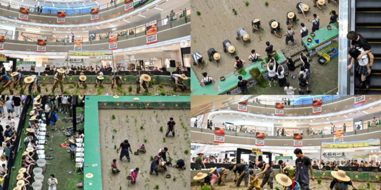 Rice Planting Contest Inside China Mall Brings Forgotten Nature Back To City Life