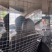Female E-Hailing Driver Installs Protective Metal Cage Around Driver Seat for Everyday Safety