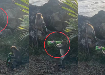 Two Playful Monkeys Caught Drinking Beer Together At Popular Island Tourist Attraction