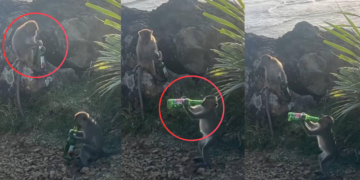 Two Playful Monkeys Caught Drinking Beer Together At Popular Island Tourist Attraction