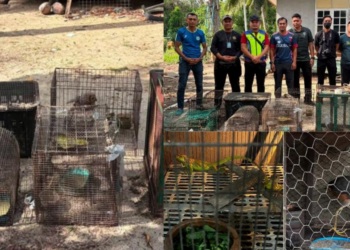 Teen Arrested After Police Seize RM48,500 Protected Wildlife During House Raid Operation