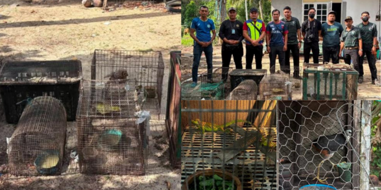 Teen Arrested After Police Seize RM48,500 Protected Wildlife During House Raid Operation