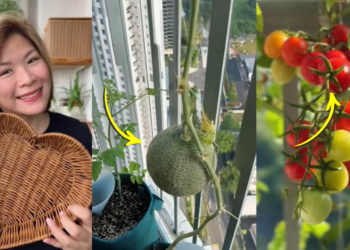 Singapore Gardener Proudly Harvests Cherry Tomatoes Grown on a 2m x 1m Balcony Space
