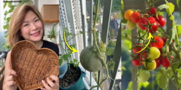 Singapore Gardener Proudly Harvests Cherry Tomatoes Grown on a 2m x 1m Balcony Space