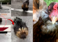 Silly Silkie Chicken Rushes Woman Instead Of The Disney Moment She Expected