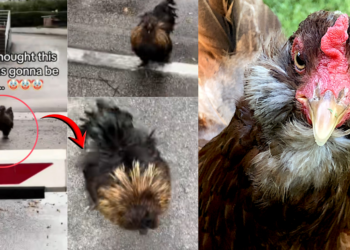 Silly Silkie Chicken Rushes Woman Instead Of The Disney Moment She Expected