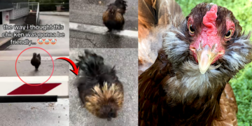 Silly Silkie Chicken Rushes Woman Instead Of The Disney Moment She Expected
