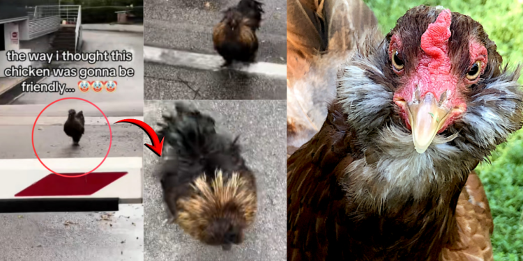 Silly Silkie Chicken Rushes Woman Instead Of The Disney Moment She Expected