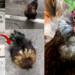 Silly Silkie Chicken Rushes Woman Instead Of The Disney Moment She Expected